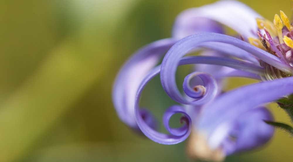 white flower bud in close up photography