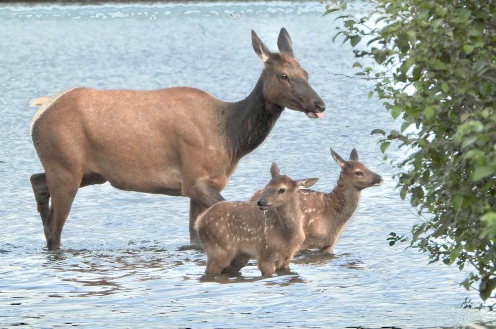 brown deer on water during daytime