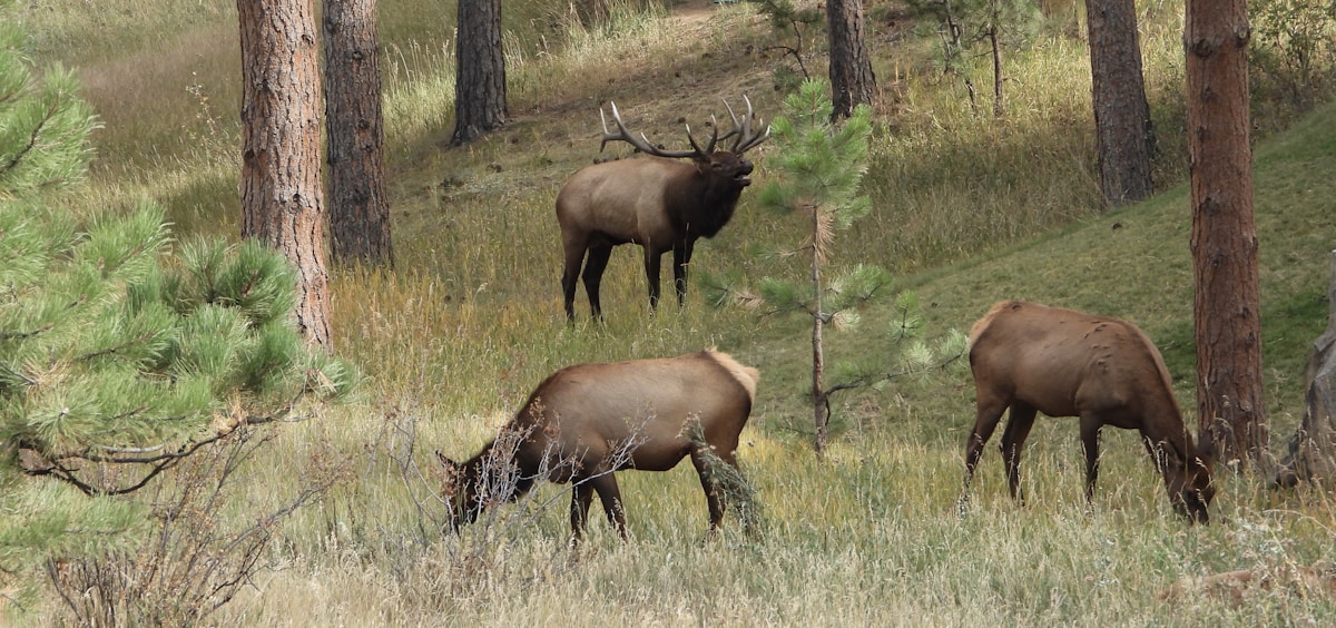 Bull elk bugling in Arizona ponderosa forest