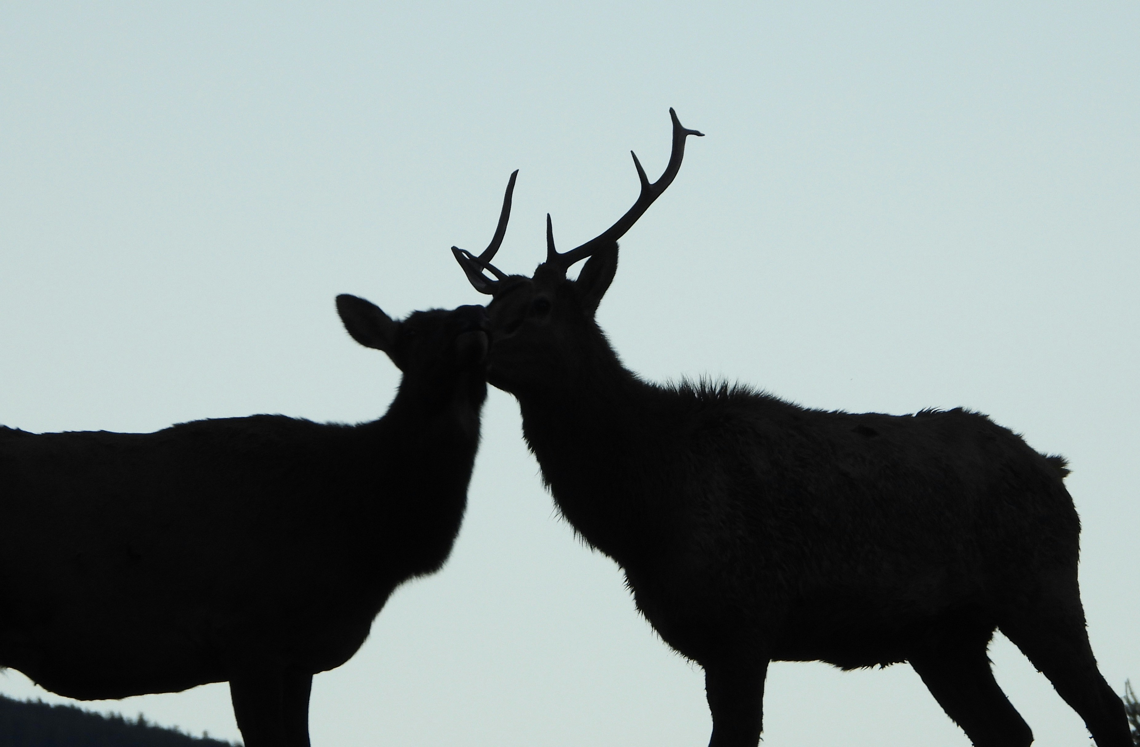 black deer on white background