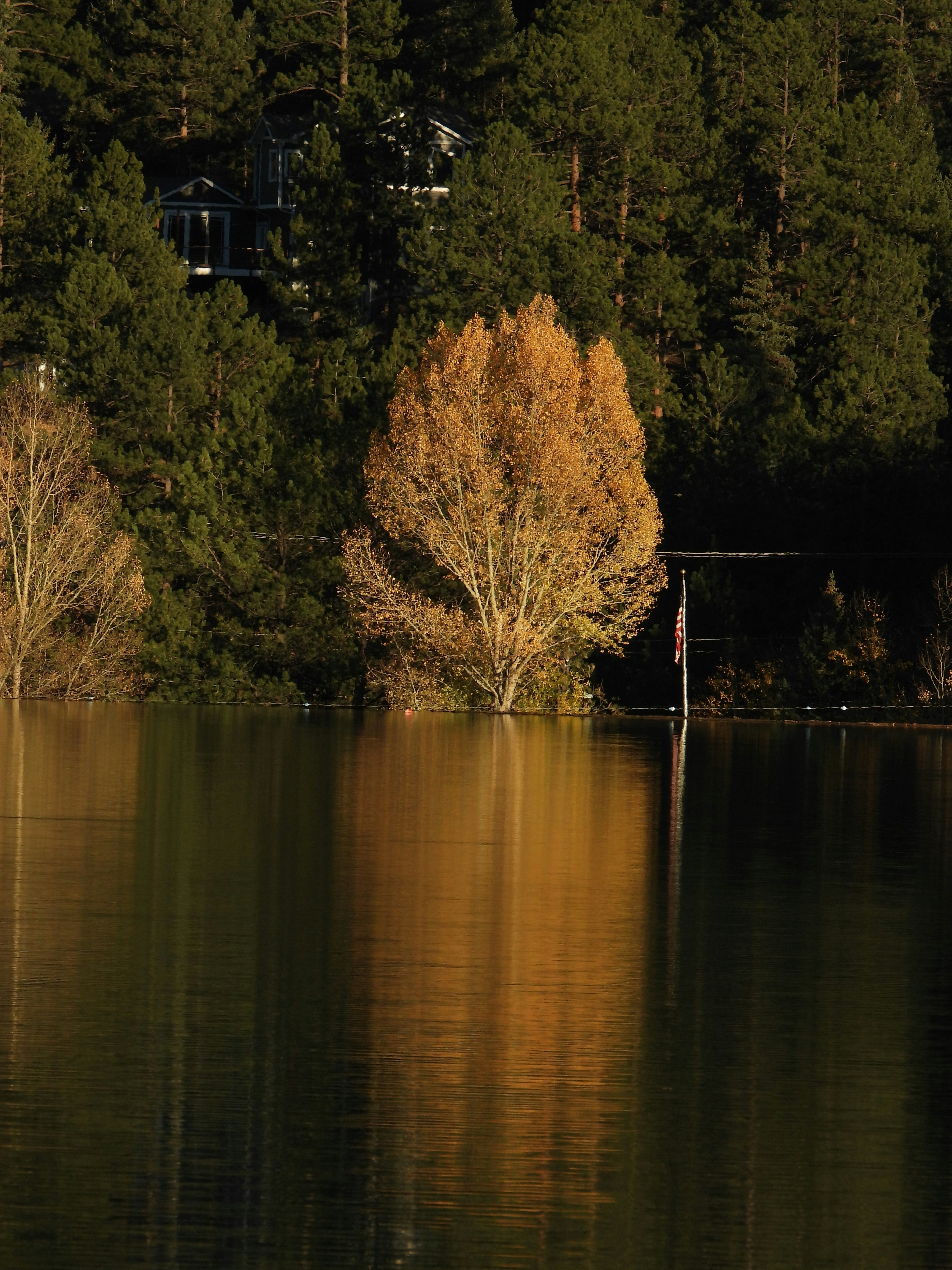 braune Bäume am Gewässer tagsüber
