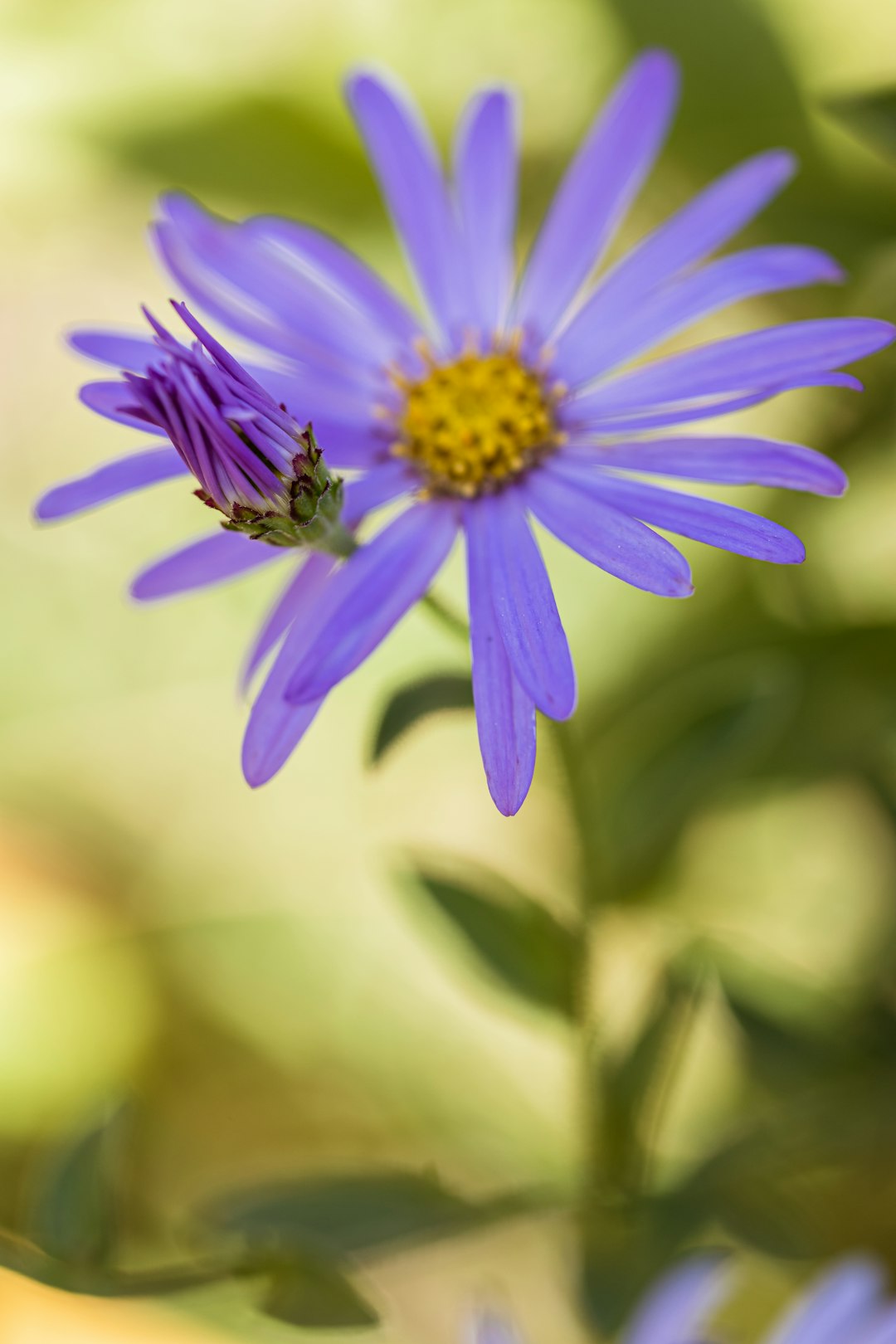 purple flower in tilt shift lens