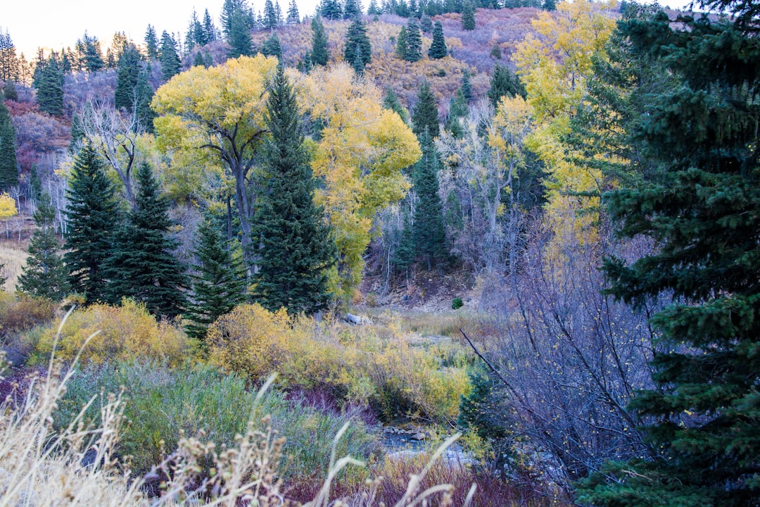 green and yellow trees during daytime