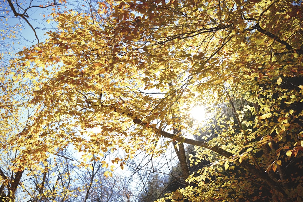 yellow and brown leaves on tree
