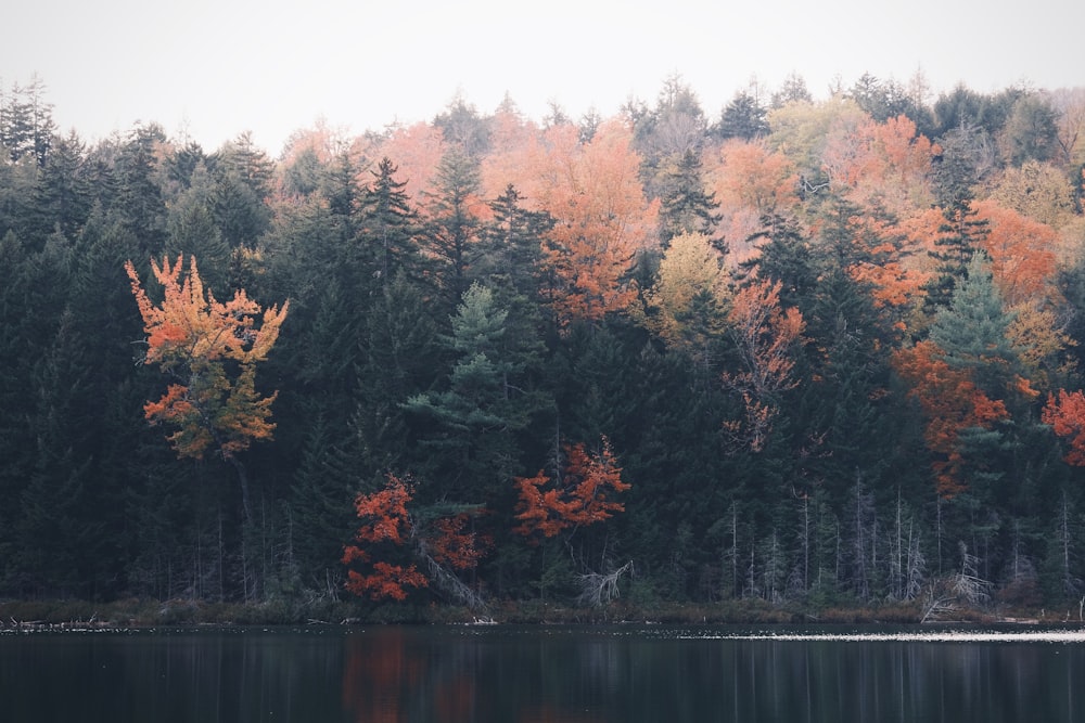 green and brown trees beside body of water during daytime