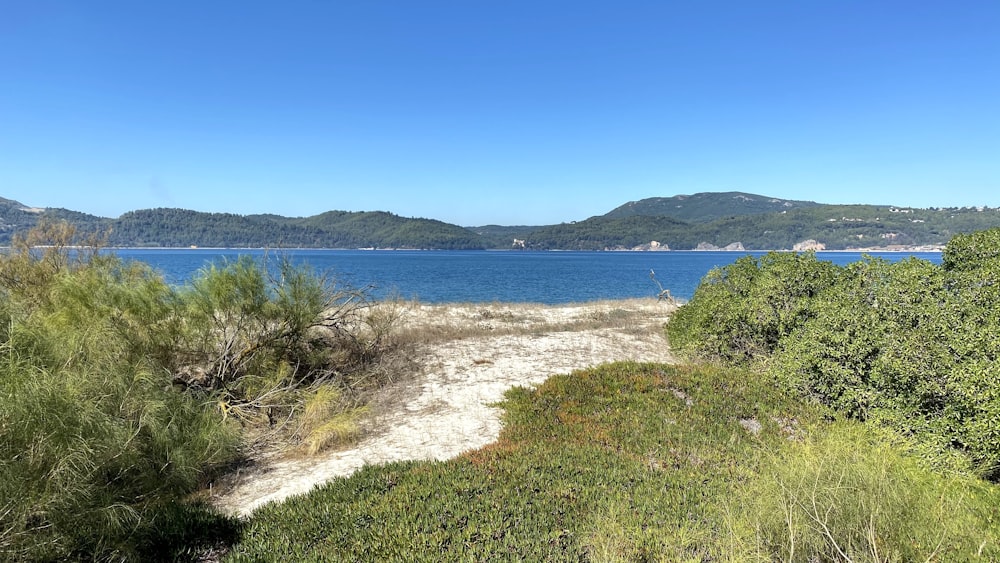 green grass near body of water during daytime