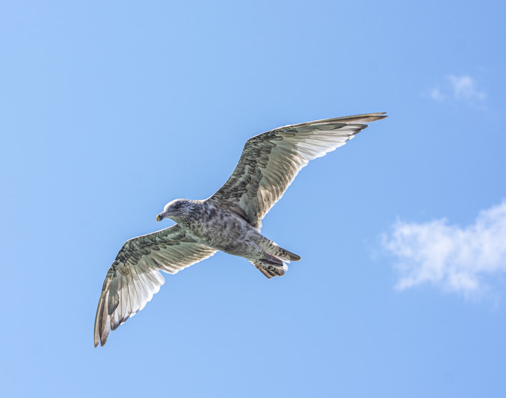 white and black bird flying under blue sky during daytime