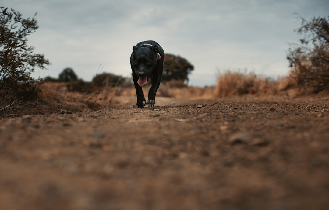 black labrador retriever on brown field during daytime