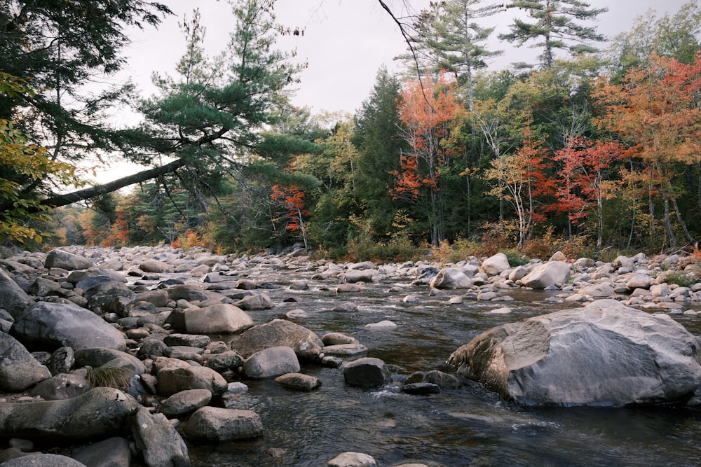 rocky river with rocks and trees