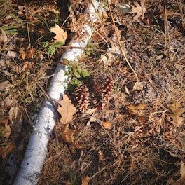 A variety of natural elements is present, including pine cones, a white birch branch or log, dried leaves, and grass on the forest floor. The scene conveys an autumn atmosphere with earthy textures and colors.