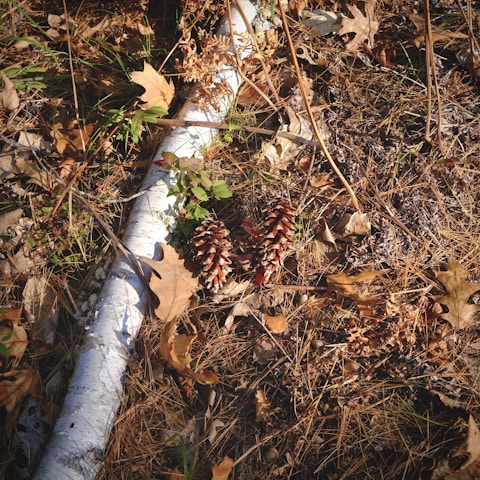 A variety of natural elements is present, including pine cones, a white birch branch or log, dried leaves, and grass on the forest floor. The scene conveys an autumn atmosphere with earthy textures and colors.