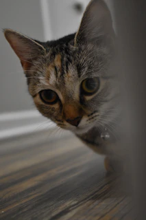 A curious tabby cat exploring a cozy corner with soft cushions and a scratching post