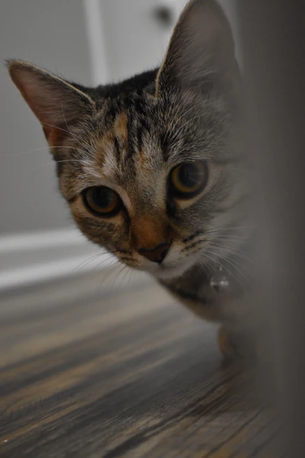 A curious tabby cat exploring a cozy corner with soft cushions and a scratching post