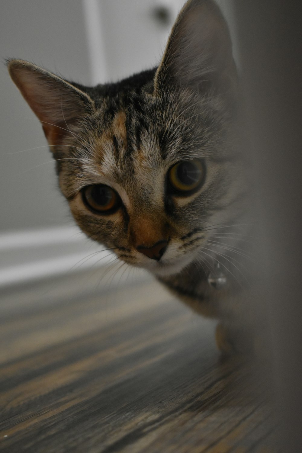 brown tabby cat on white textile