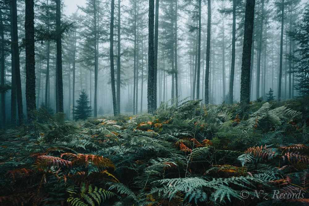 Plantas verdes y marrones en el bosque durante el día