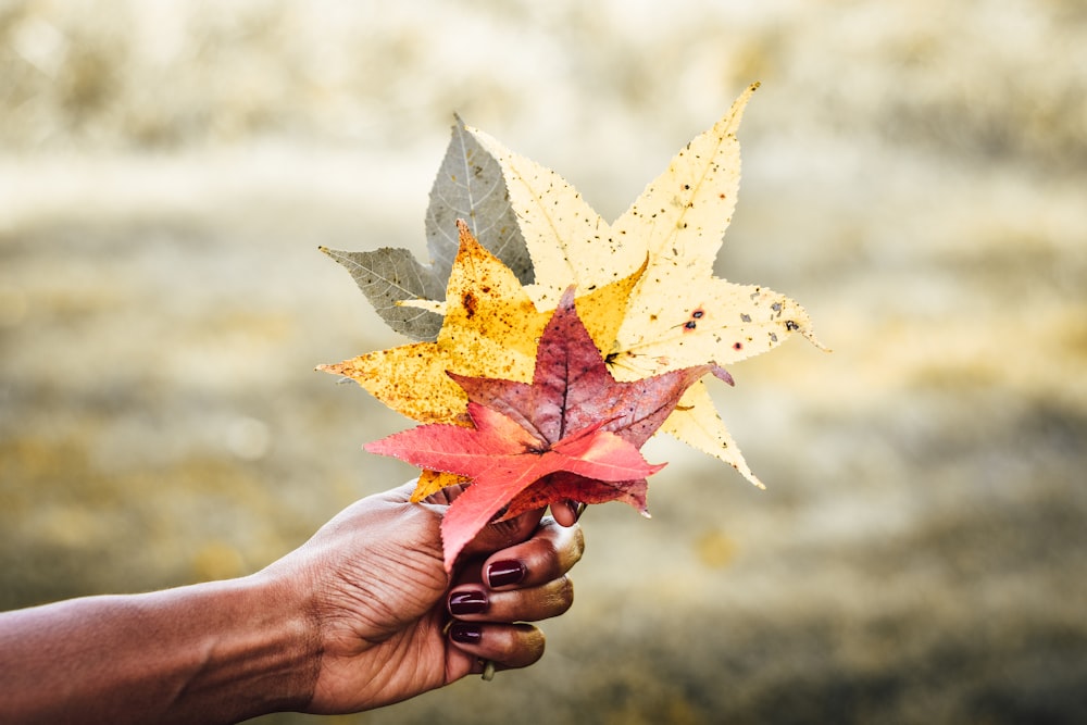 person holding yellow and red maple leaf