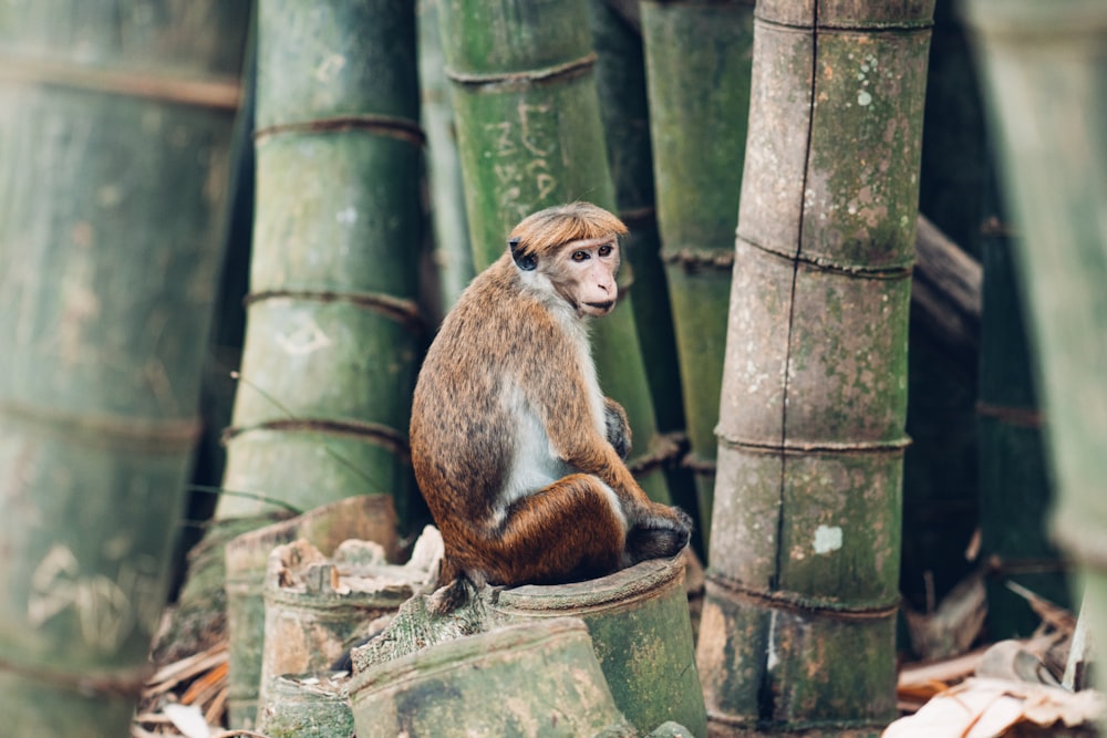 scimmia marrone seduta su tronco di legno marrone durante il giorno