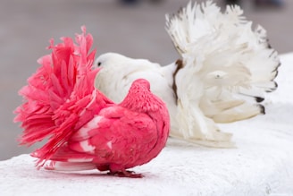 An elegant display of champion pigeons in a showcase.
