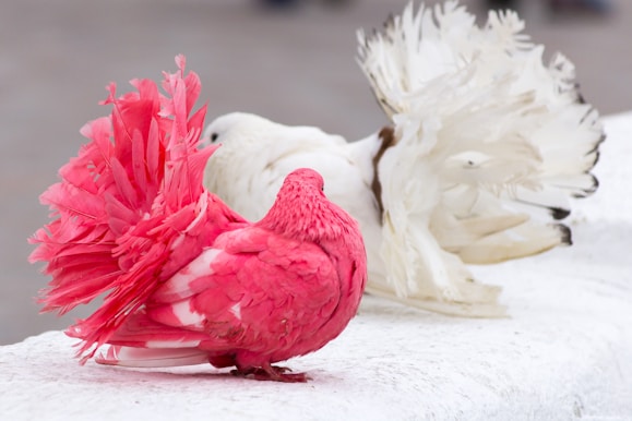 An elegant display of champion pigeons in a showcase.