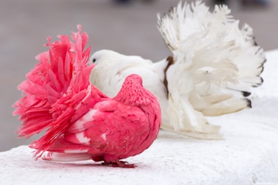 Two pigeons with extravagant plumage are perched on a white surface. One pigeon has vibrant pink feathers, creating a striking appearance, while the other is a pure white variation. The birds' elaborate tail feathers are displayed prominently, adding to their elegance.