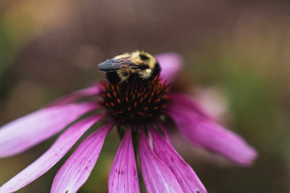 black and yellow bee on purple flower