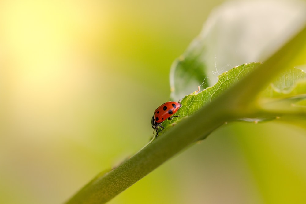 red ladybug perched on green leaf in close up photography