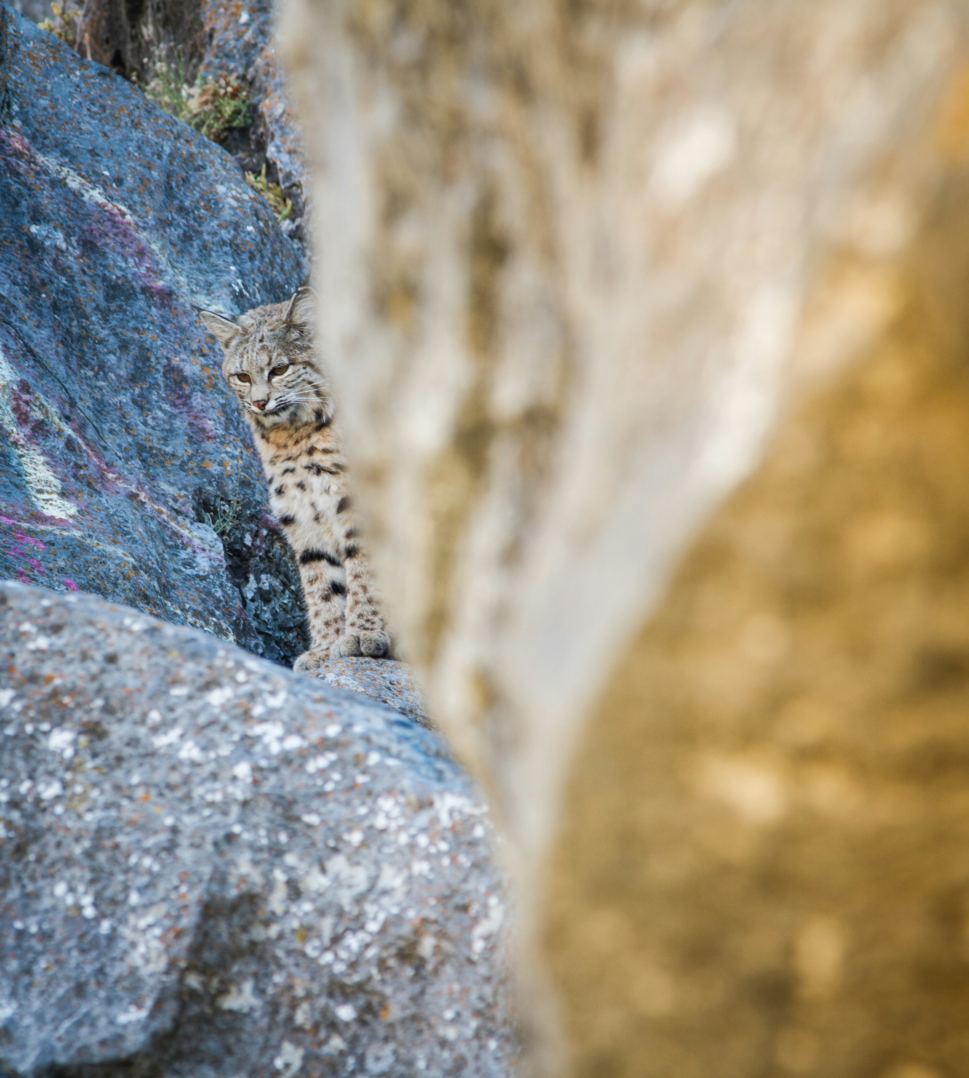 brown and gray rock formation