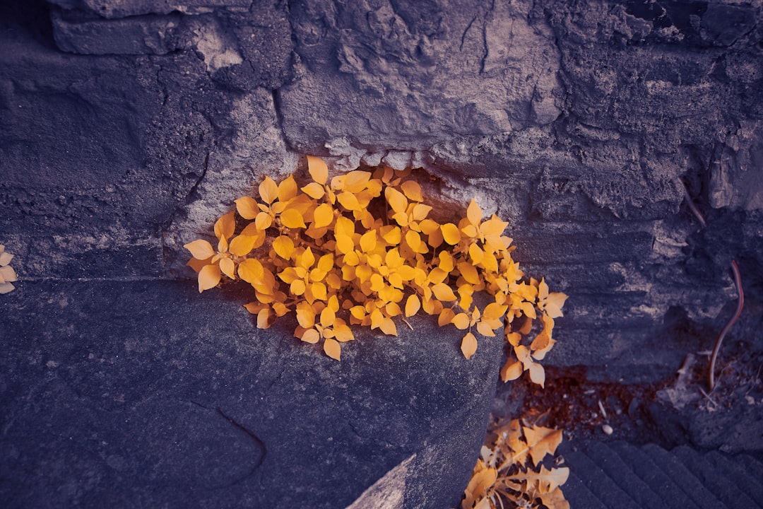 yellow leaves on gray concrete floor