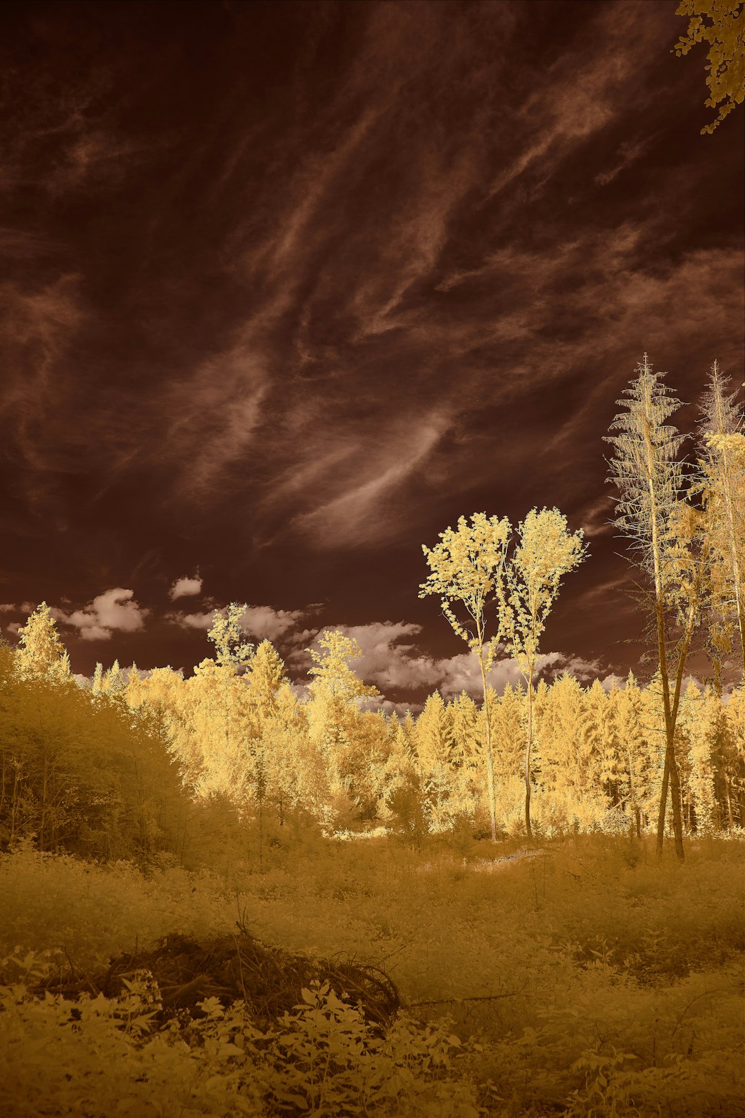 yellow trees on green grass field under cloudy sky during daytime