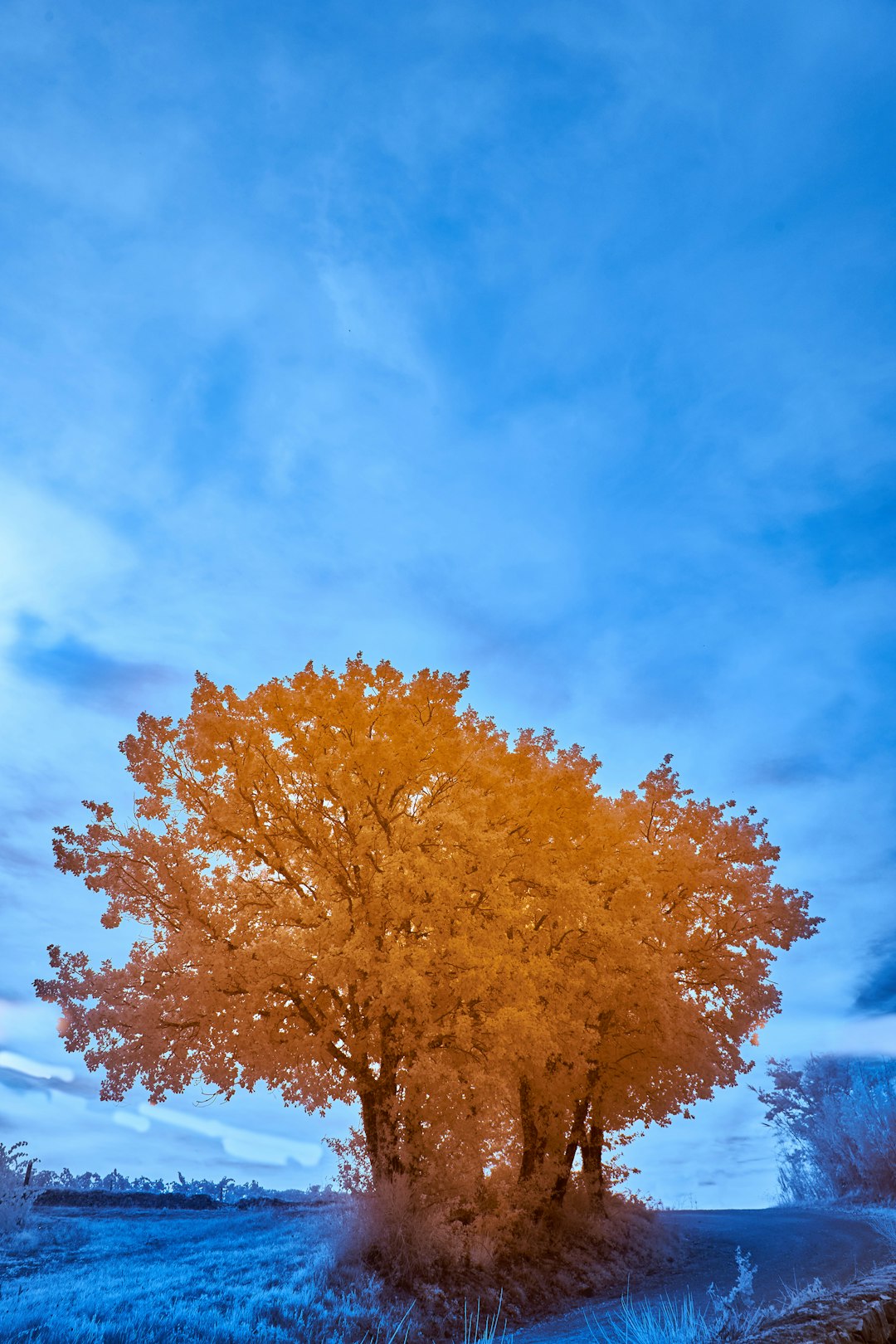 yellow leaf tree under blue sky during daytime