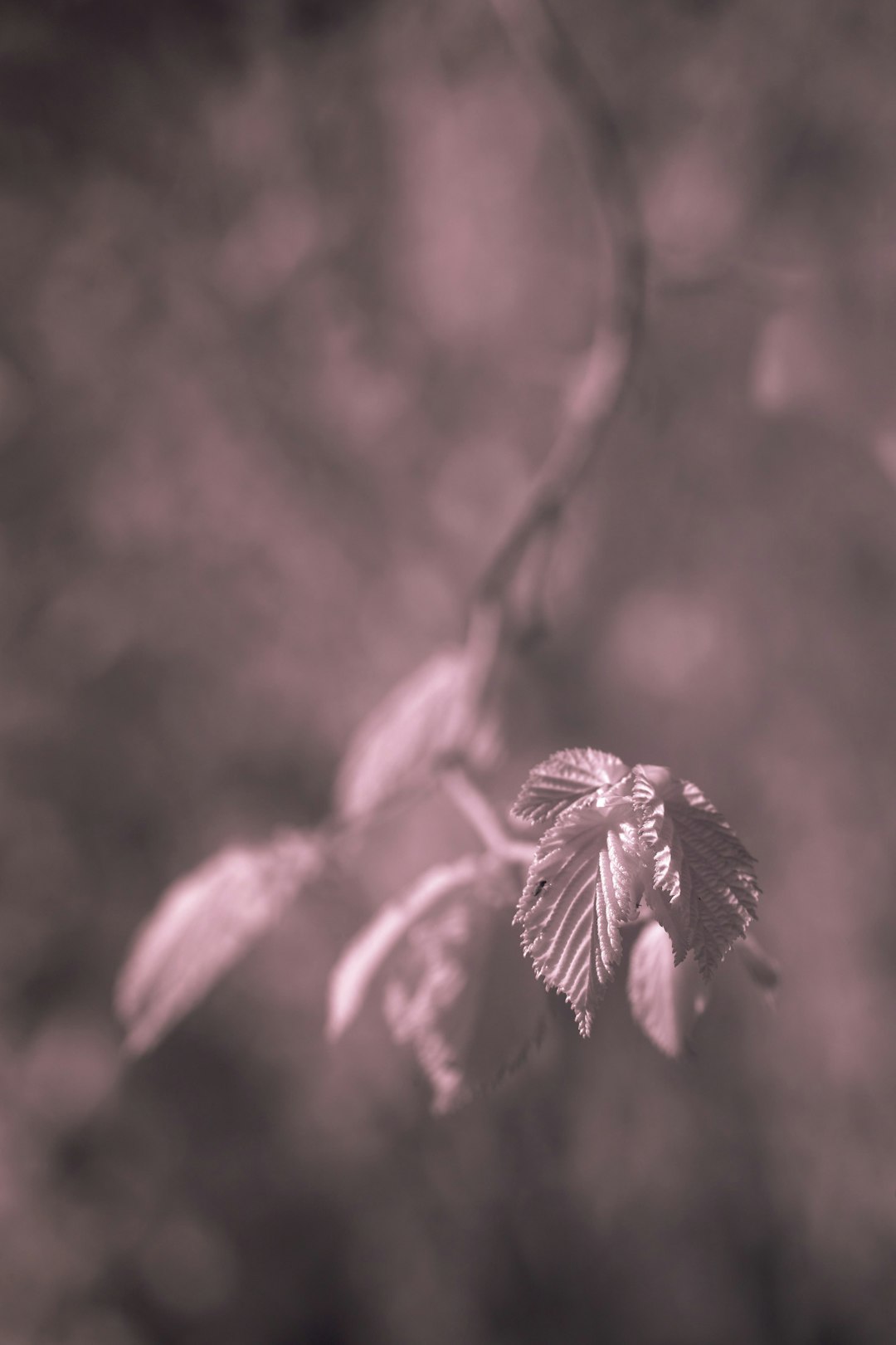 brown leaf in close up photography