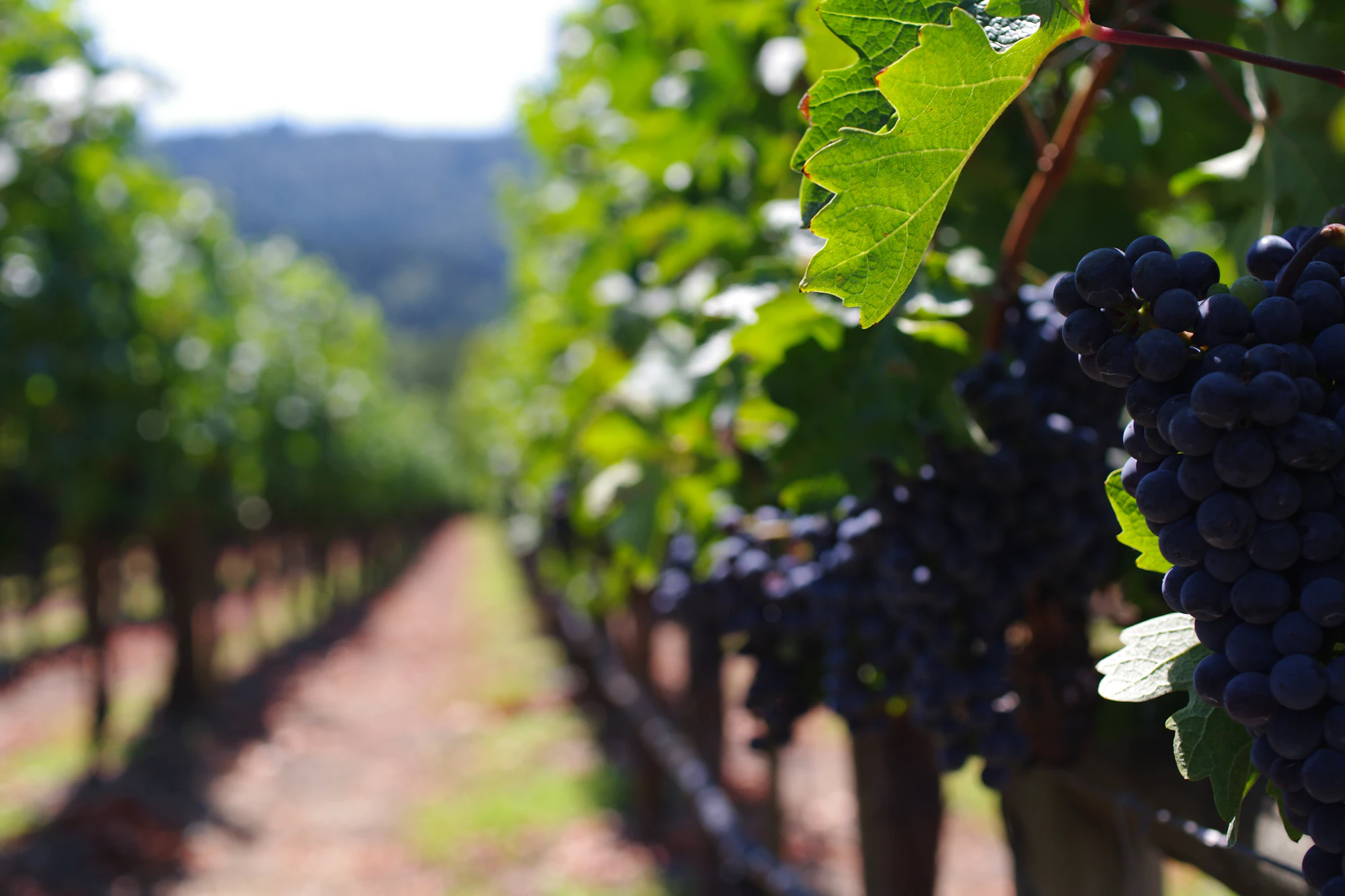 Hileras de vides al atardecer en la loma
