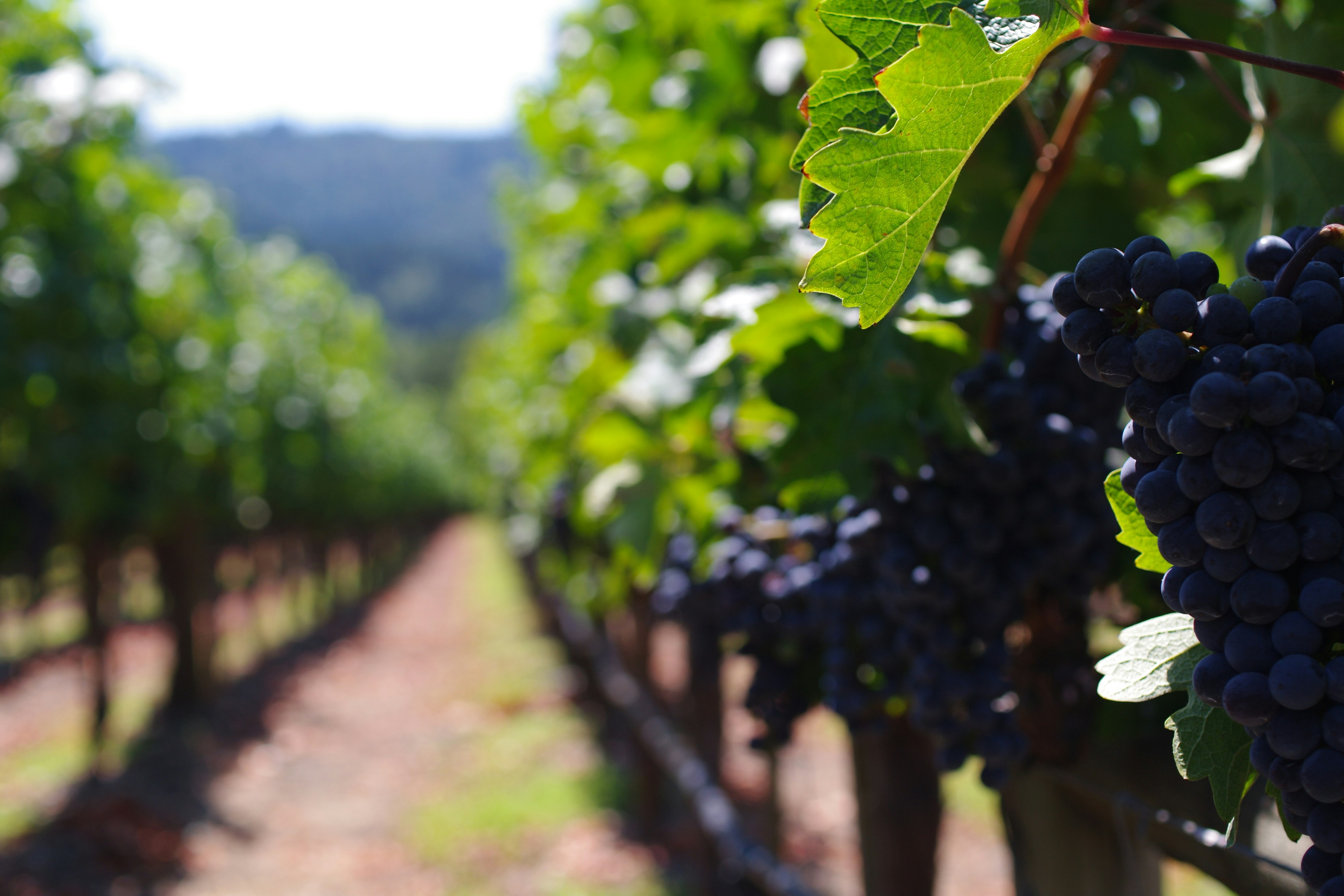 Napa valley sauvignon