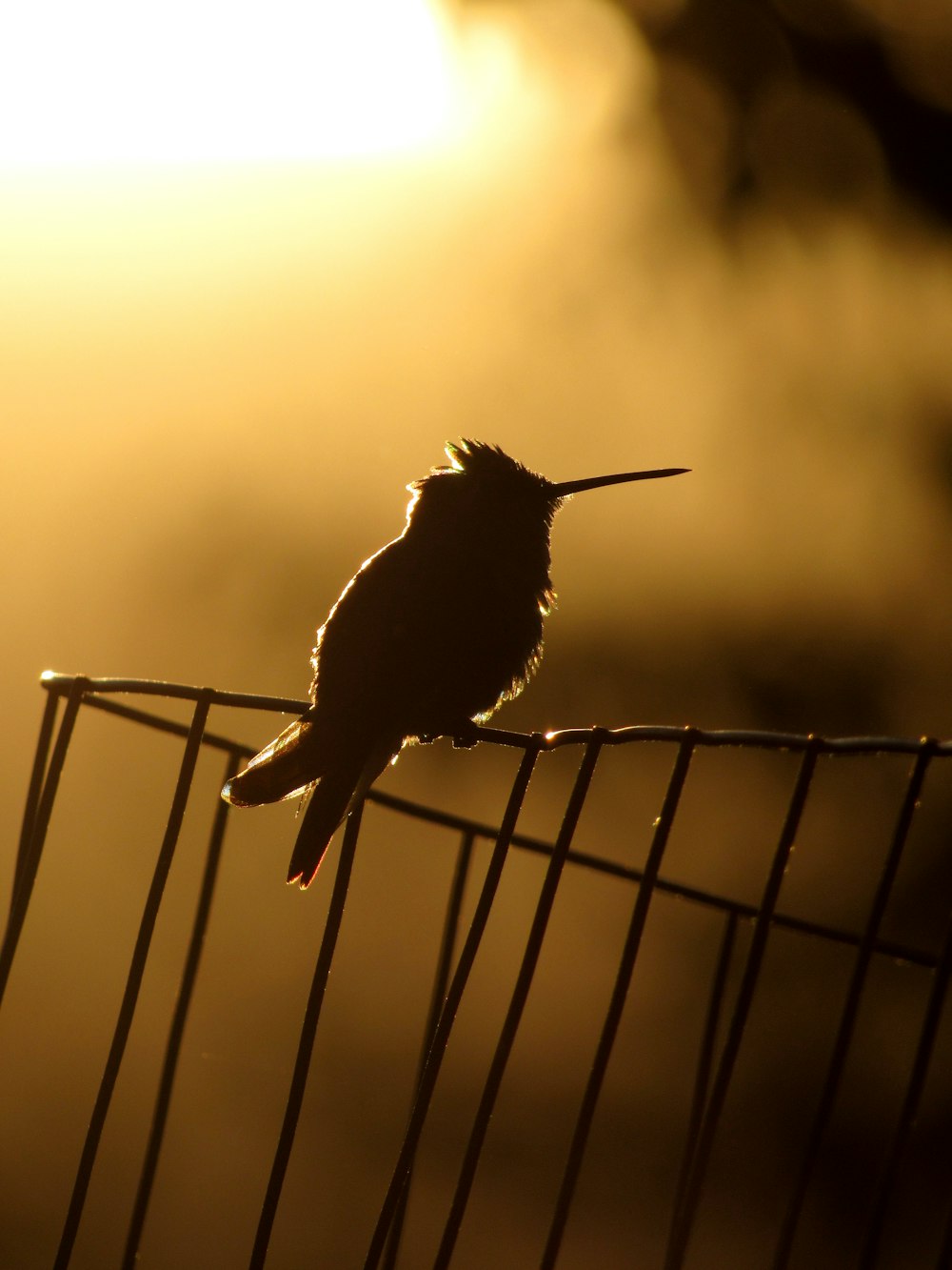 silhouette of bird on fence during sunset