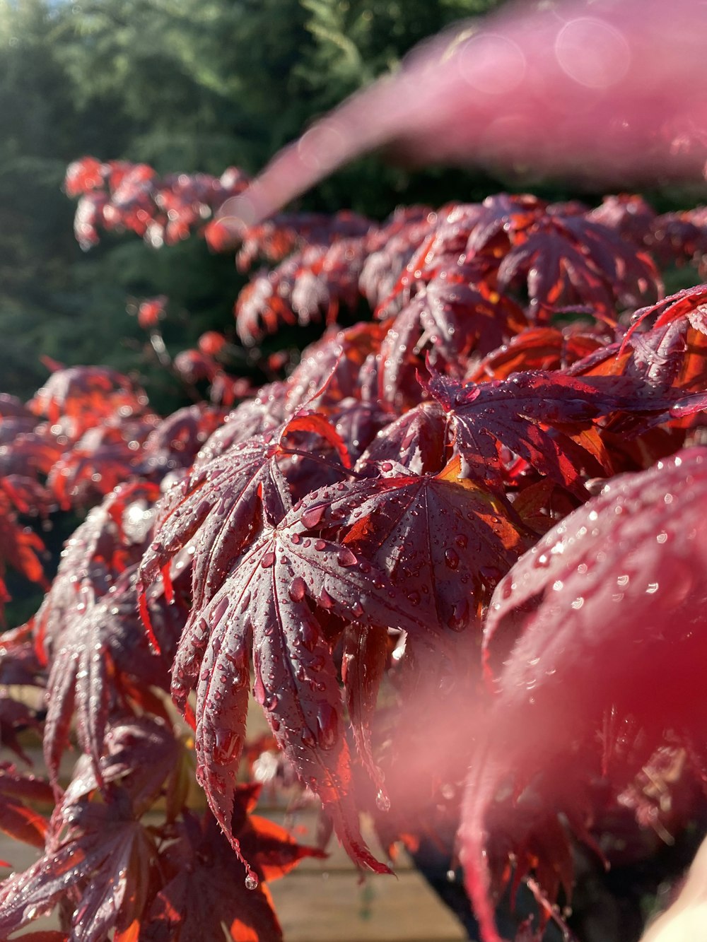 foglie rosse e bianche sull'acqua