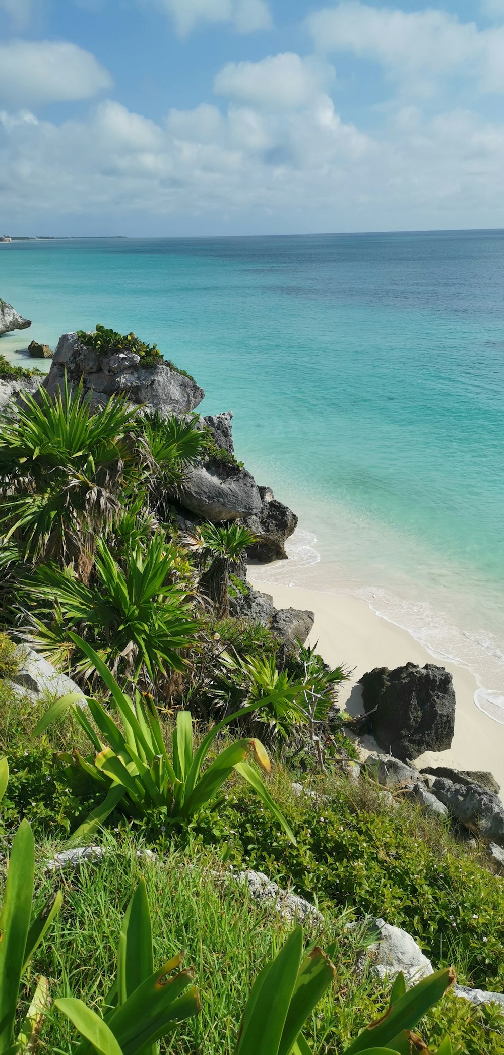 green plants on white sand beach