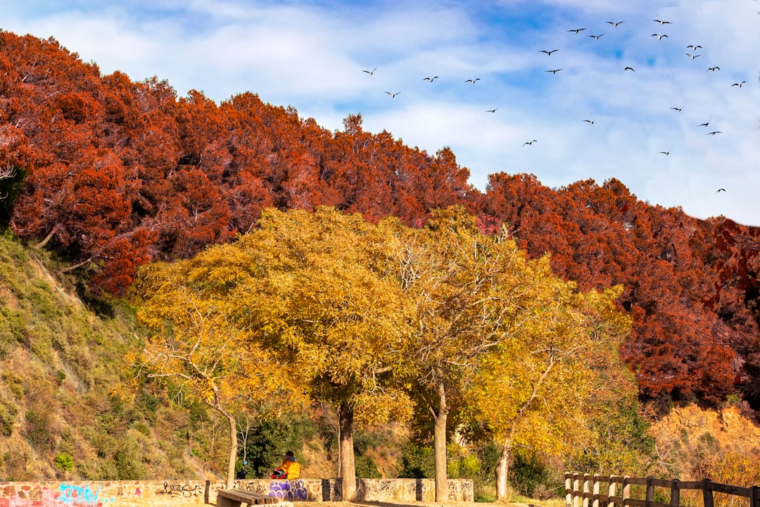 people walking on park surrounded by trees during daytime