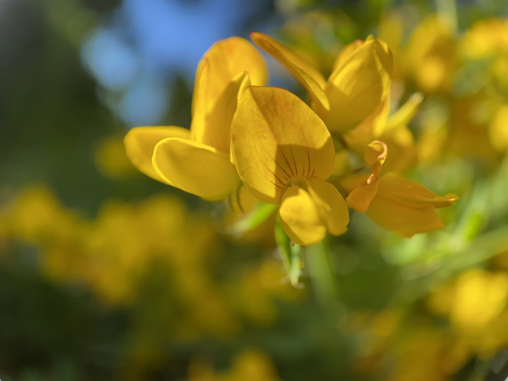 yellow daffodils in bloom during daytime