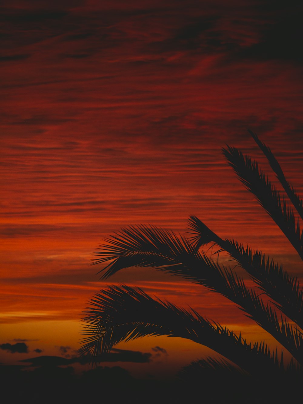 palm tree under orange sky during sunset