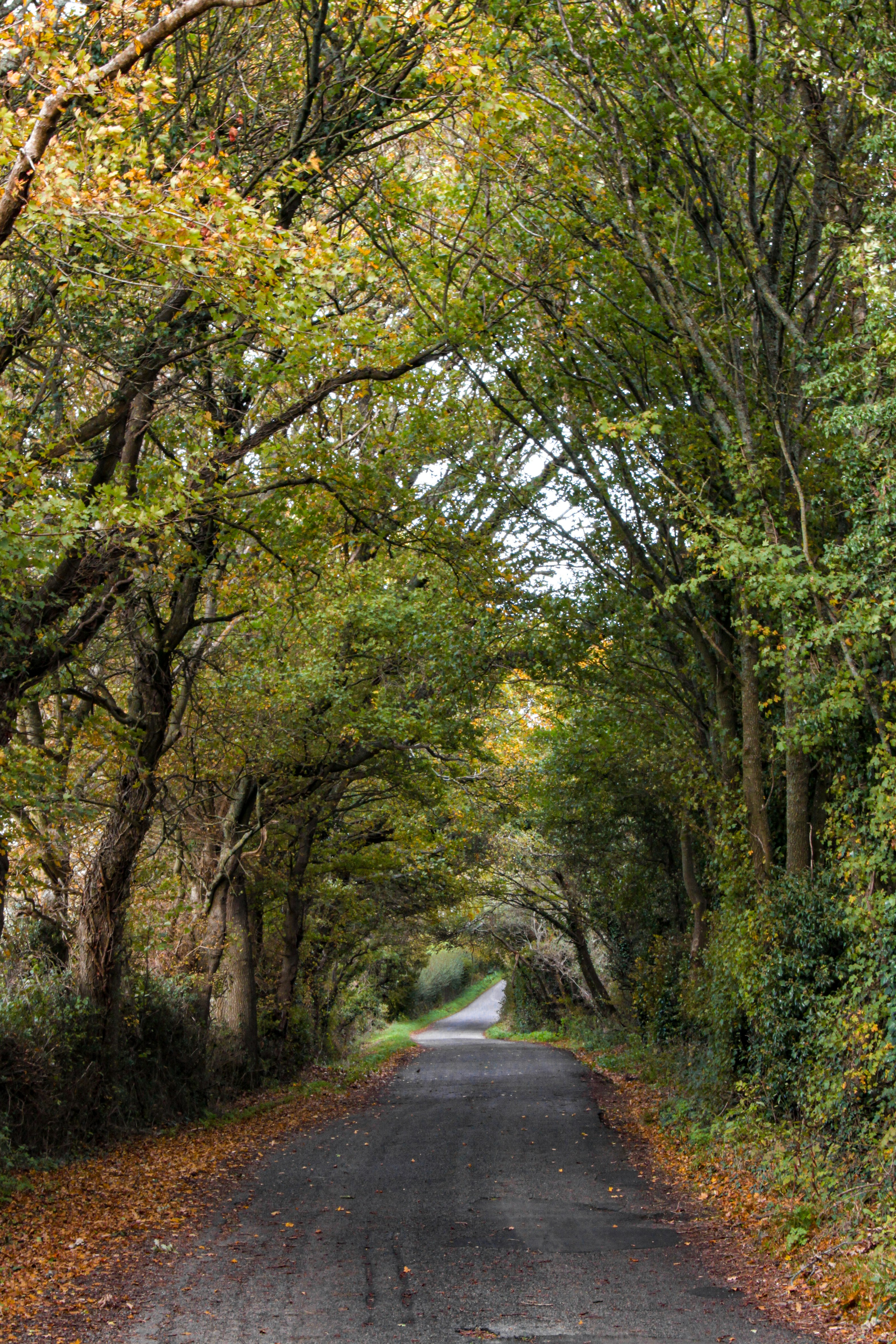 green trees beside road during daytime