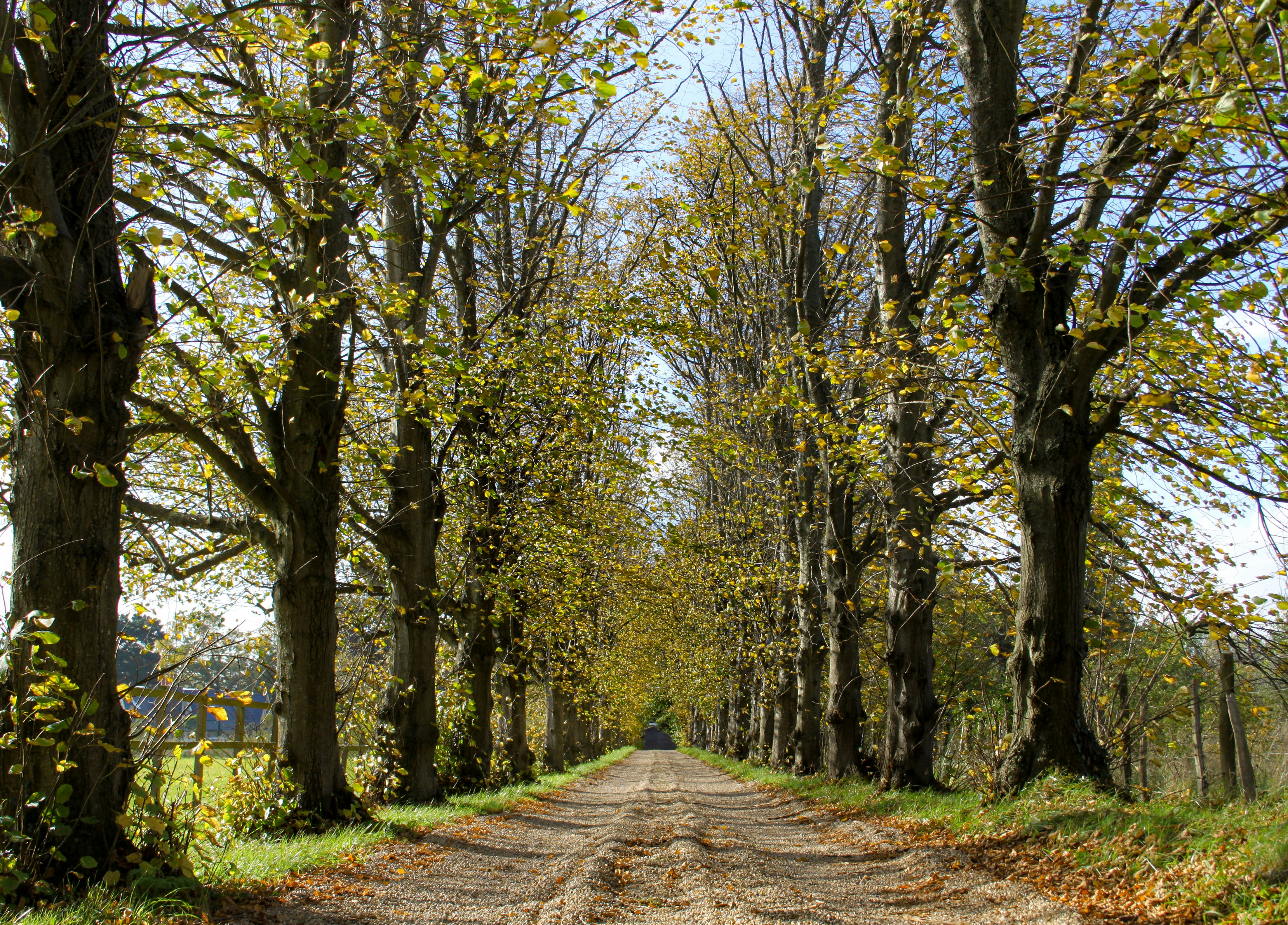 brown pathway between green trees during daytime