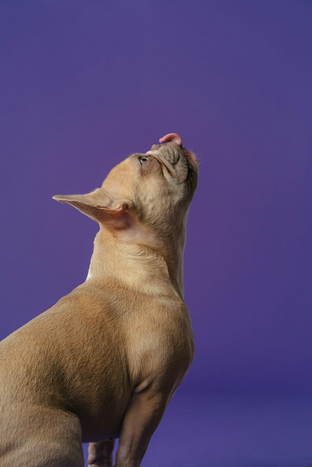 cane di piccola taglia a pelo corto marrone