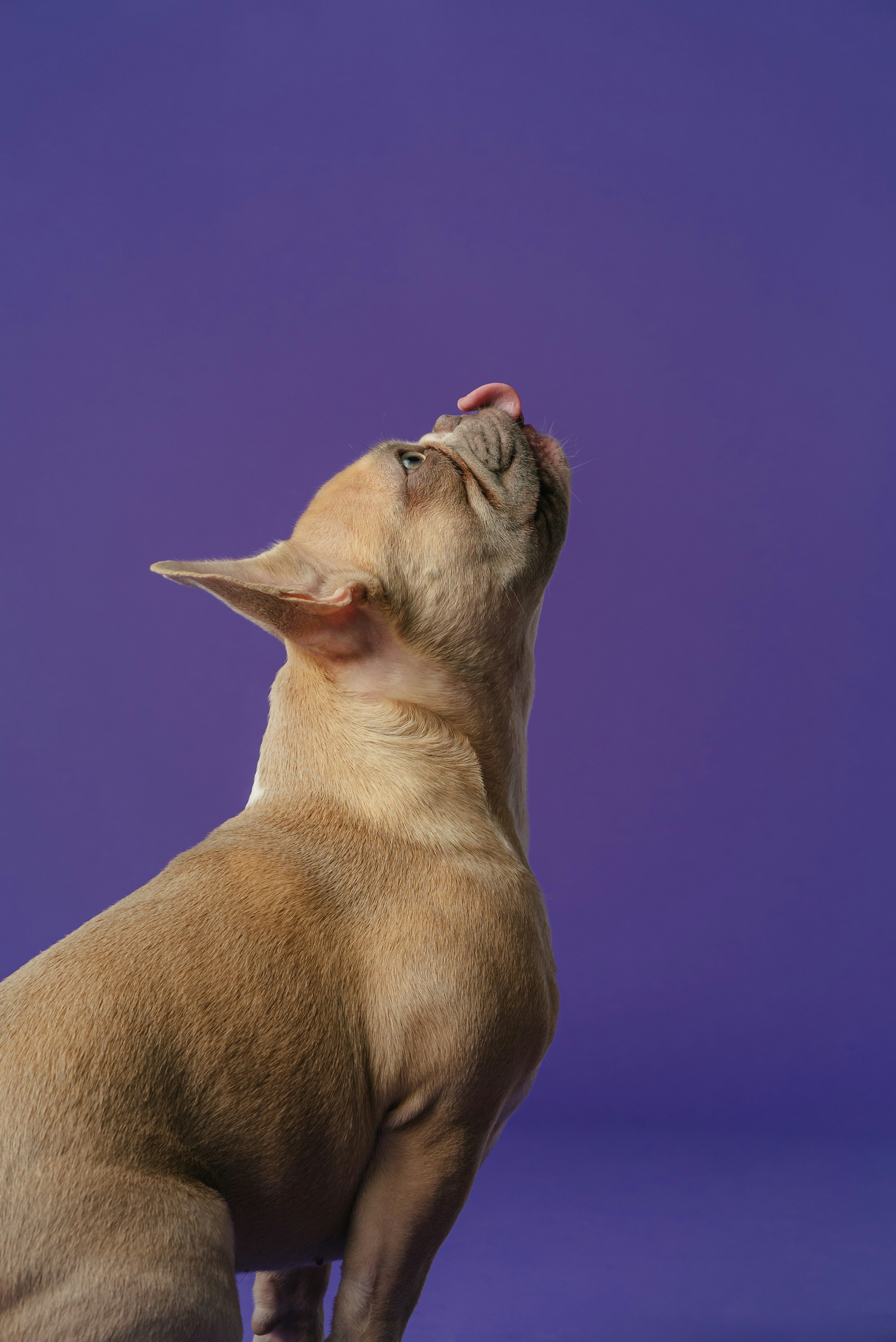 The Ultimate Guide: How to Handle Border Collie Barking