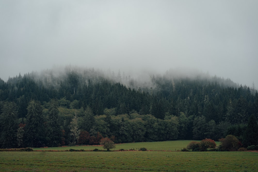 green grass field with trees