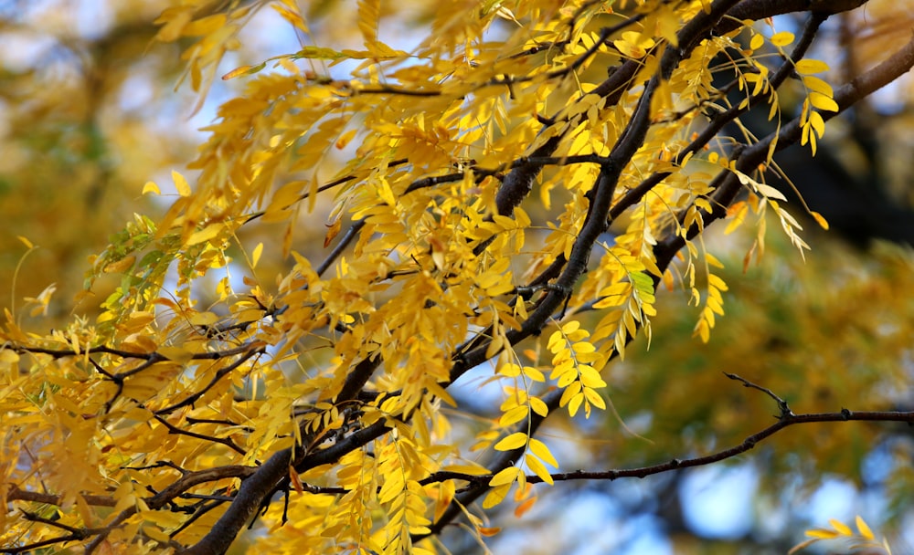 yellow leaves on tree branch during daytime