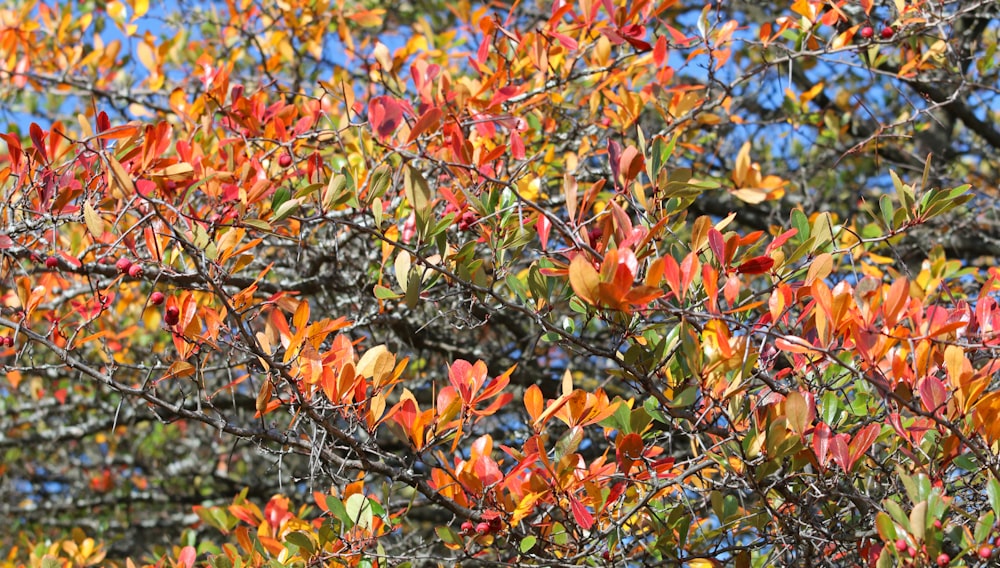 orange and green leaves tree