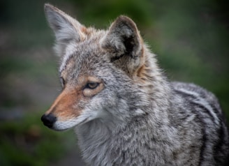 A close-up of a coyote with detailed fur texture and sharp eyes, set against a blurred natural background.