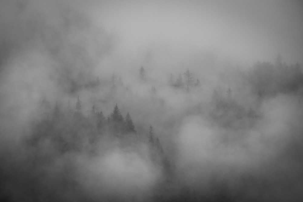 雲や木のグレースケール写真