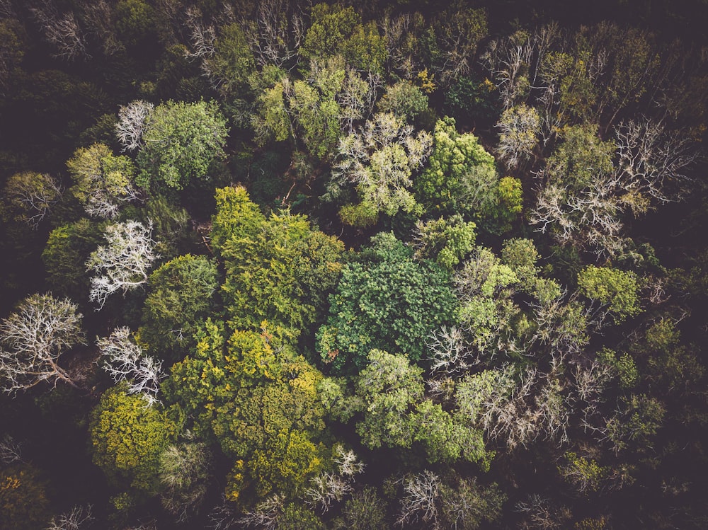 green trees on forest during daytime