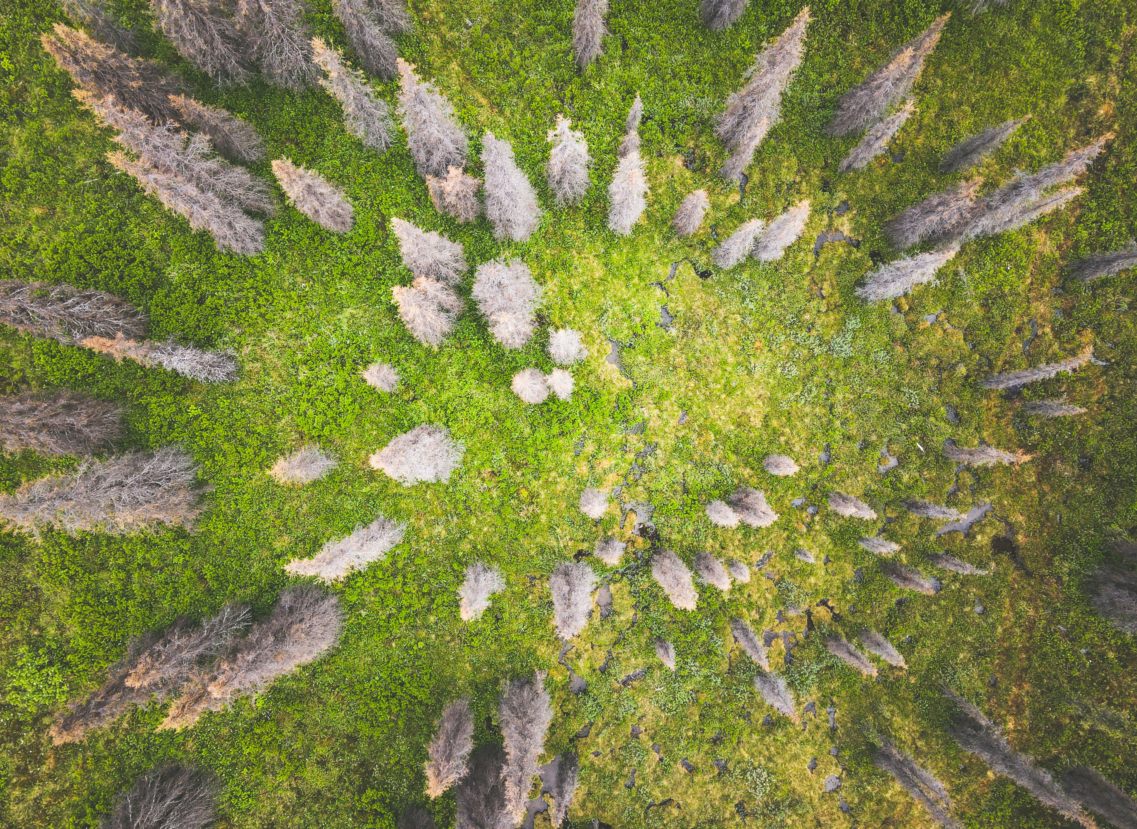 The Great Emu War: When Australian Soldiers Declared War on Flightless Birds and Lost